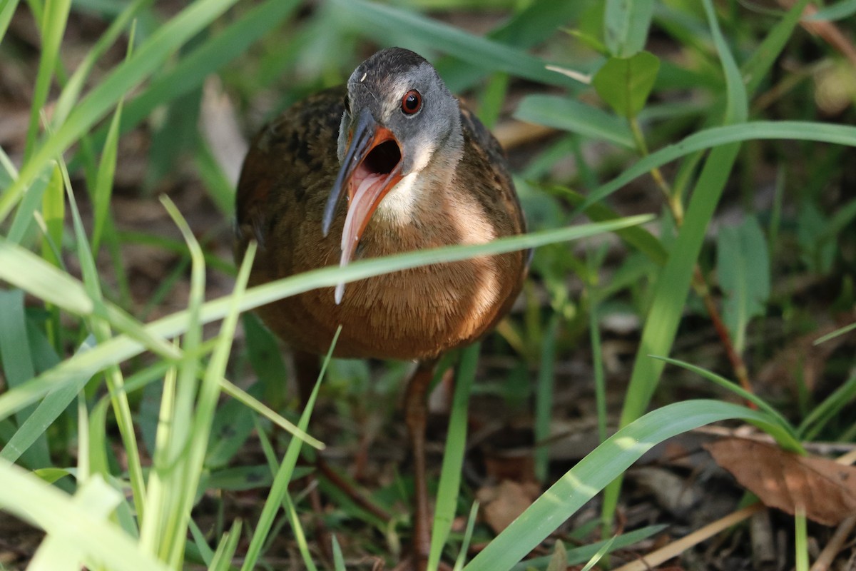 Virginia Rail - Gord Watts