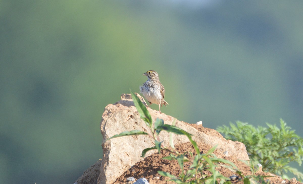 サバンナシトド - ML167410771