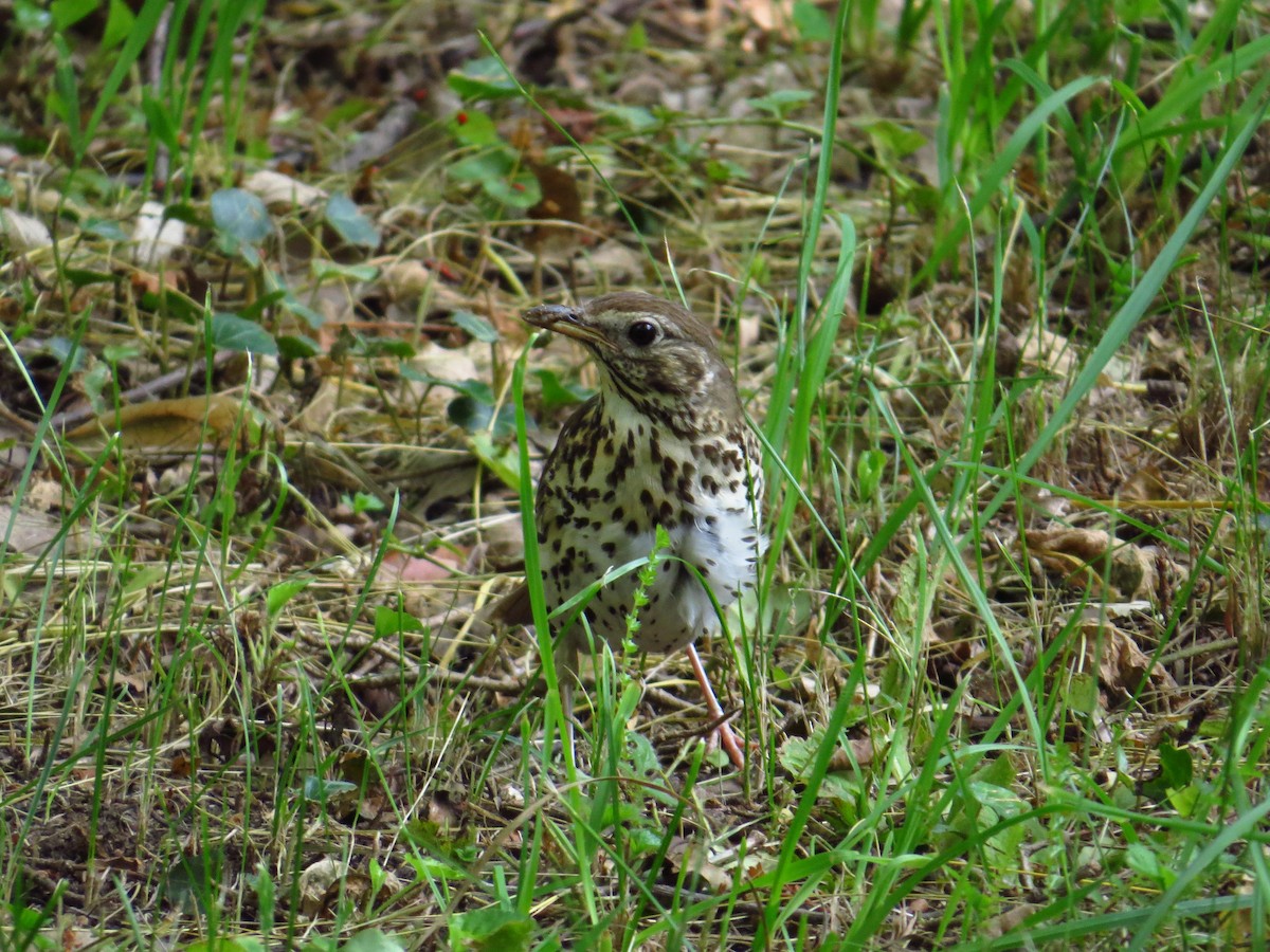 Song Thrush - ML167411541