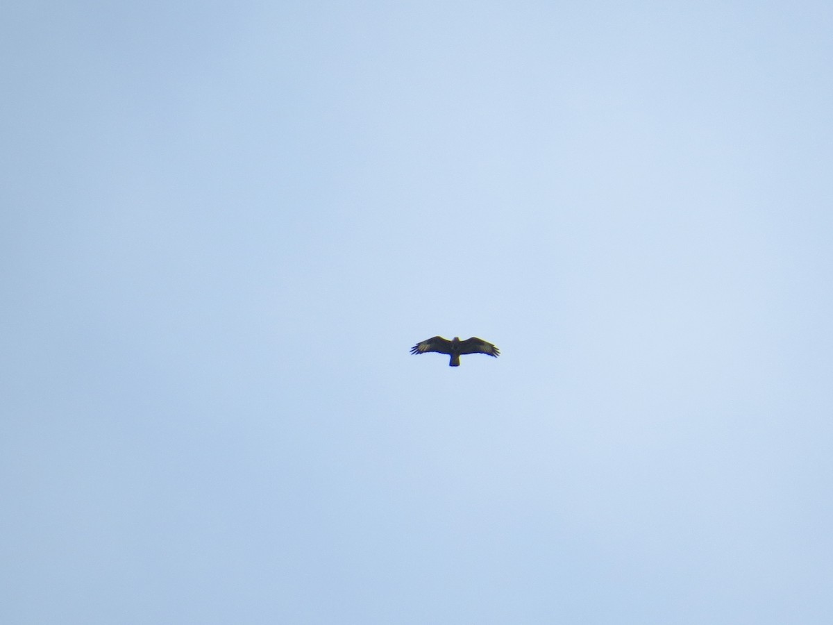 Common Buzzard - ML167411591