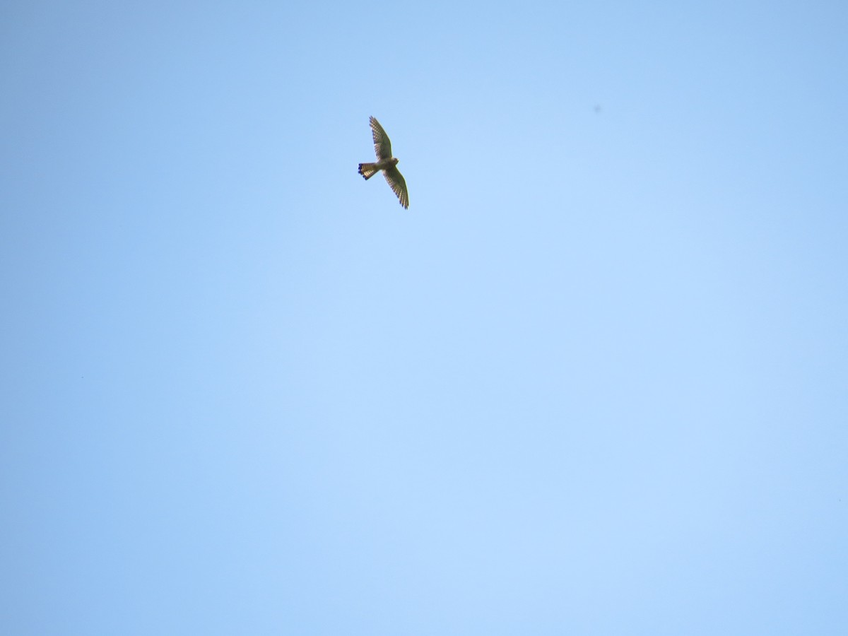 Eurasian Kestrel - ML167411631