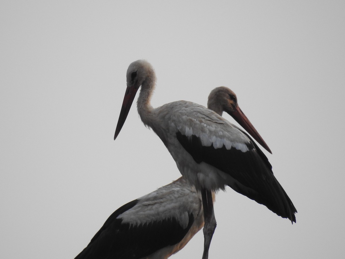 White Stork - ML167413851