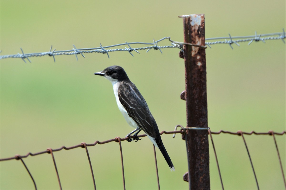 Eastern Kingbird - ML167414061