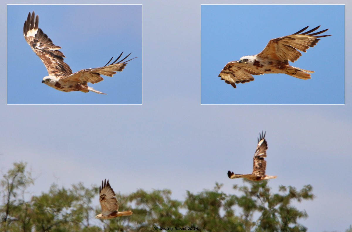 Long-legged Buzzard - Ondřej Boháč