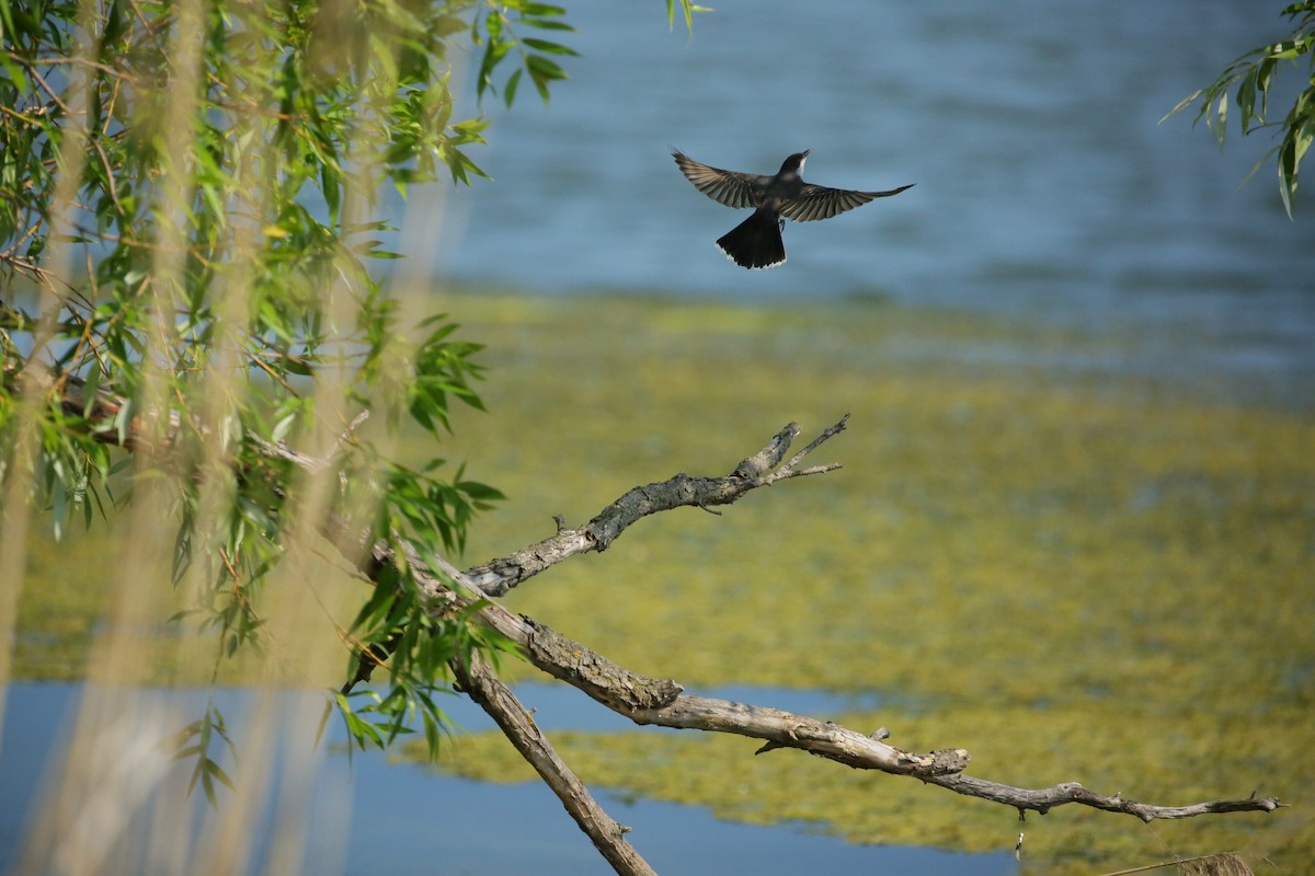 Eastern Kingbird - Andrea Lyttle