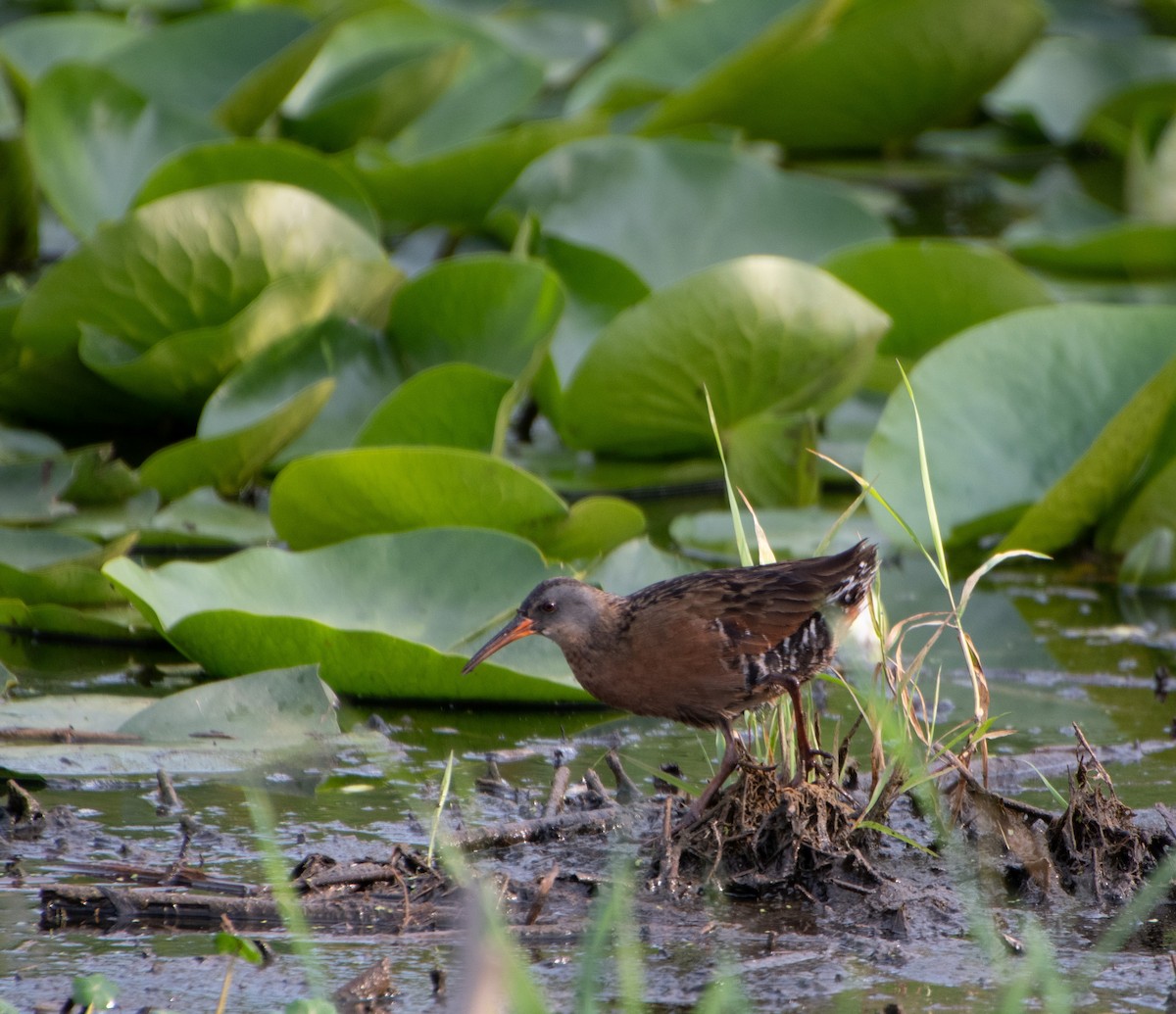 Virginia Rail - Joyce Chase