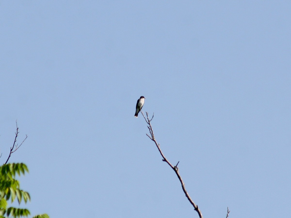 Eastern Kingbird - ML167419591