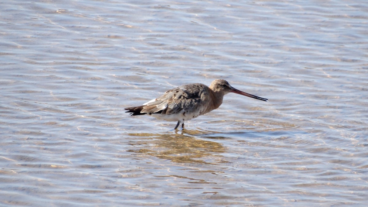 Black-tailed Godwit - José-María García-Carrasco