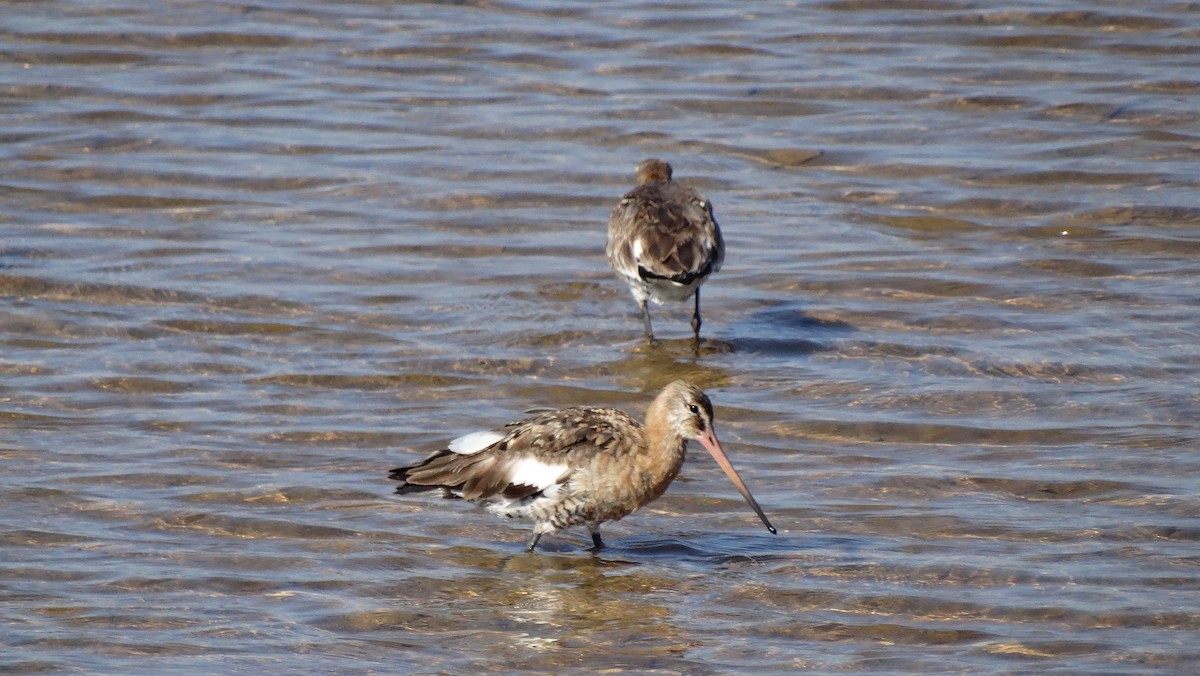 Black-tailed Godwit - José-María García-Carrasco