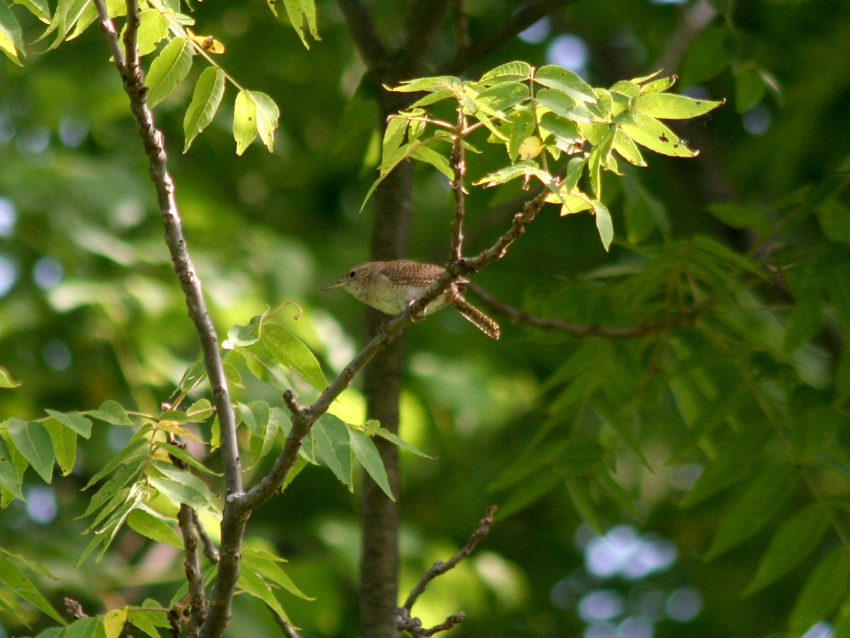Northern House Wren - ML167420051