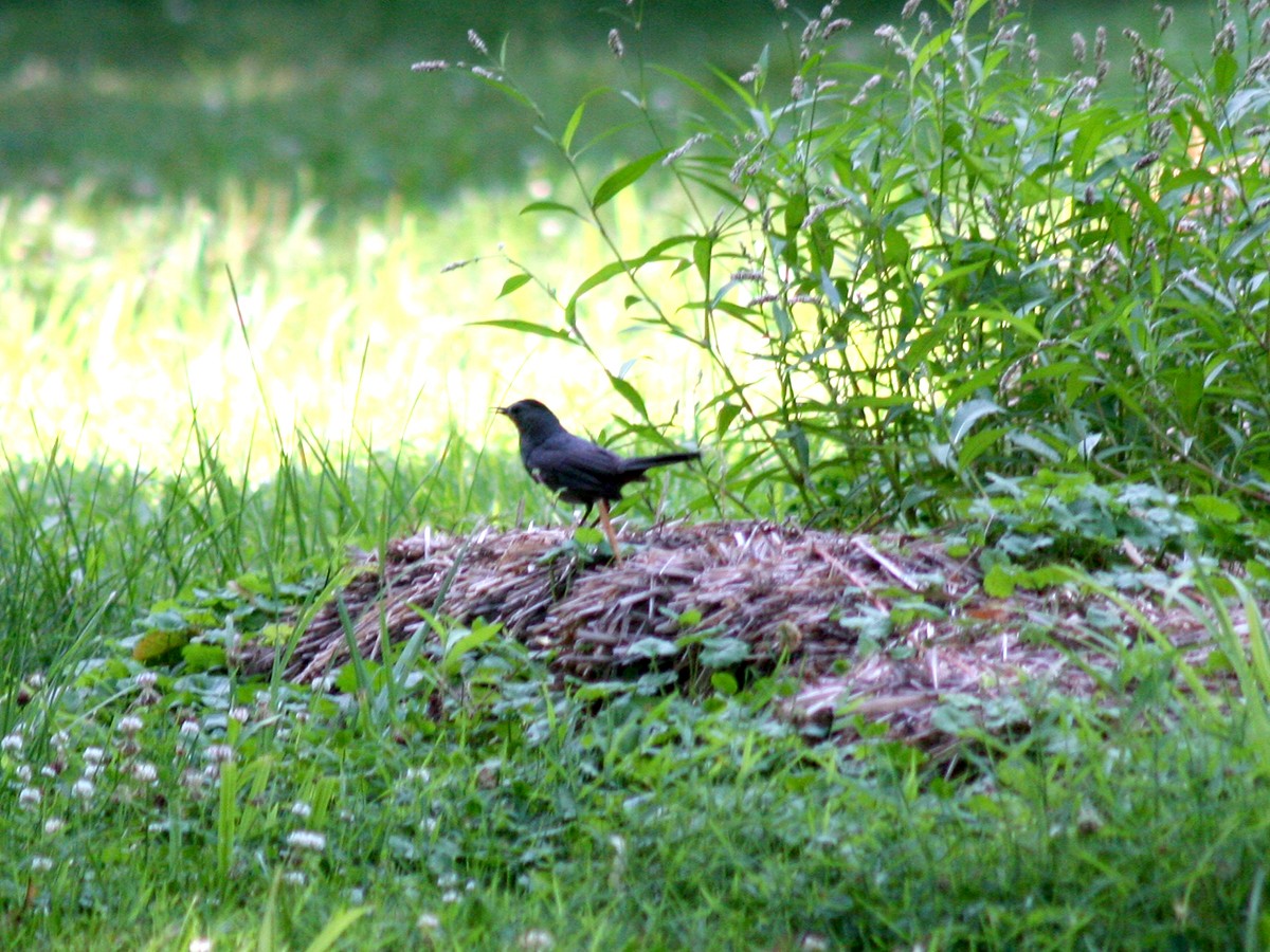 Gray Catbird - ML167420971