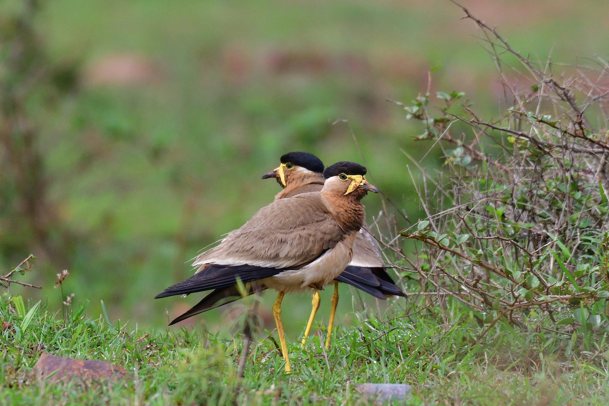 Yellow-wattled Lapwing - ML167421051