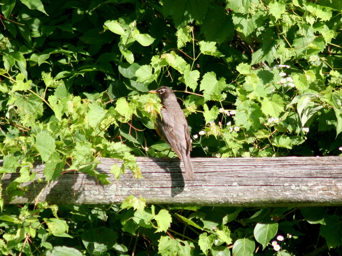 American Robin - ML167421381