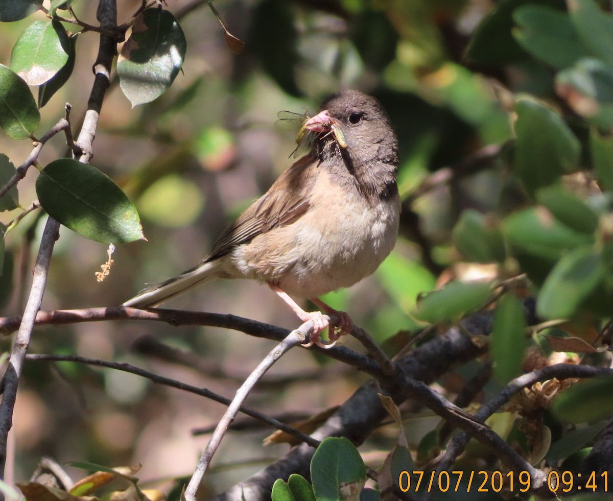 Dark-eyed Junco - ML167423621