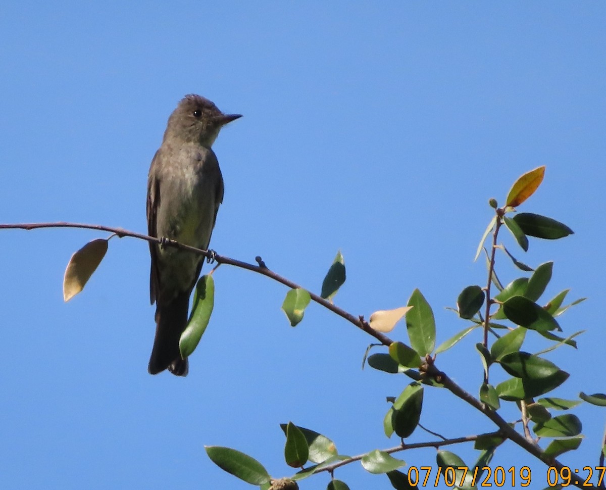 Western Wood-Pewee - ML167423671