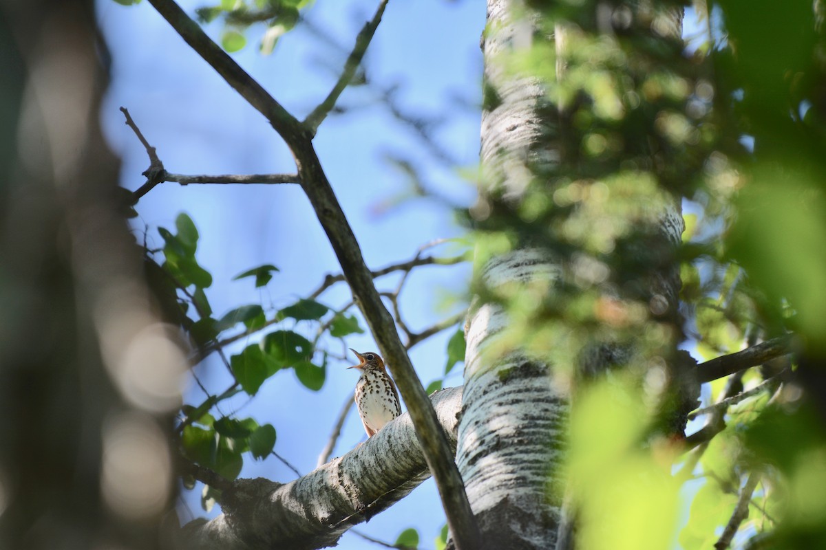 Wood Thrush - ML167426451