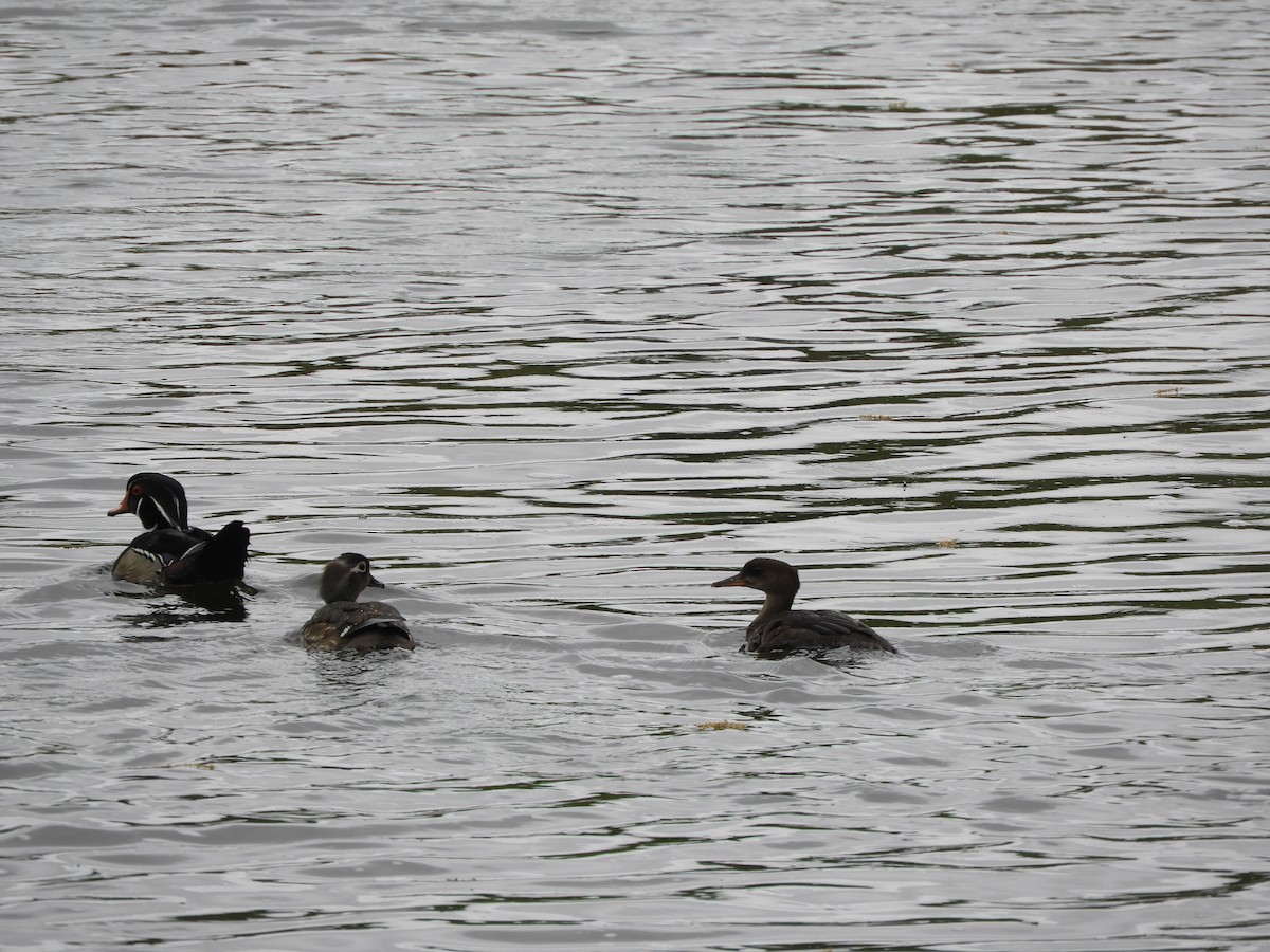 Canard branchu - ML167427061