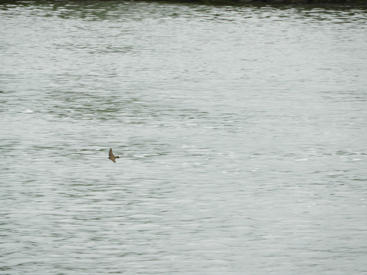 Northern Rough-winged Swallow - ML167427211