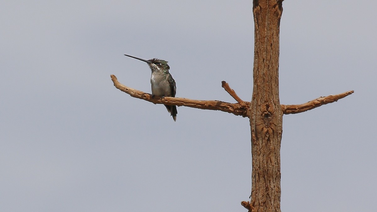 Stripe-breasted Starthroat - ML167428011