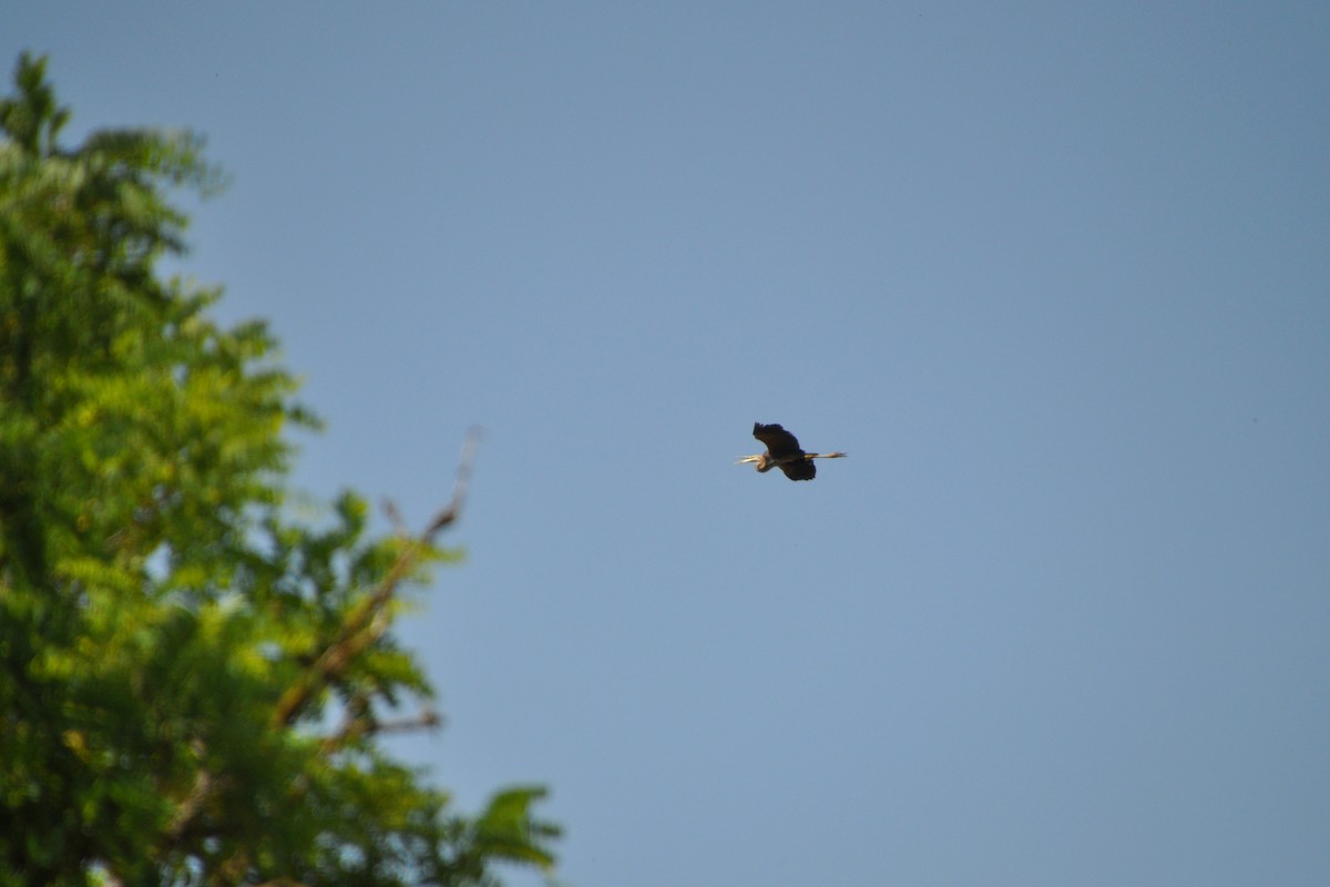 Зээрд дэглий - ML167428041