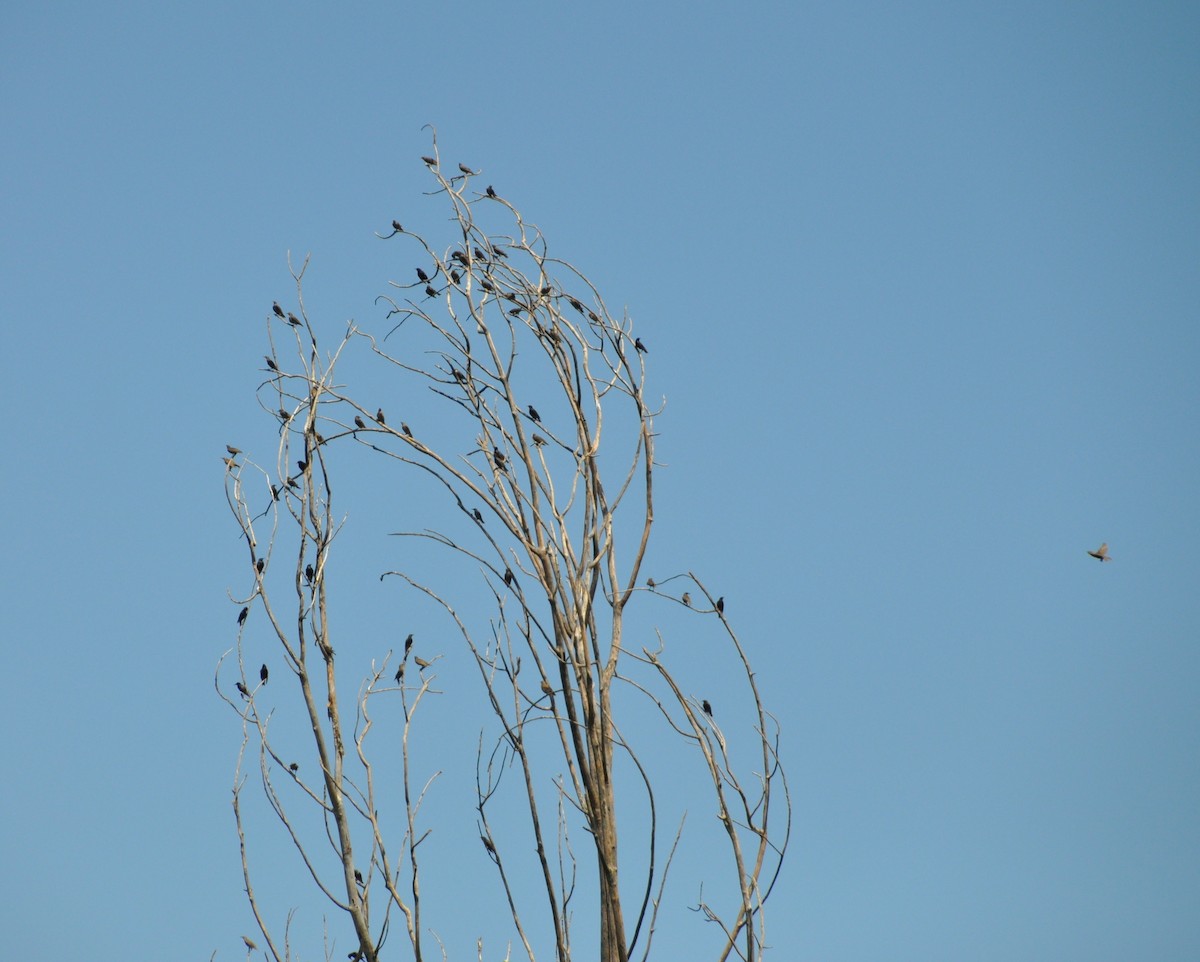 Хар тодол - ML167428551