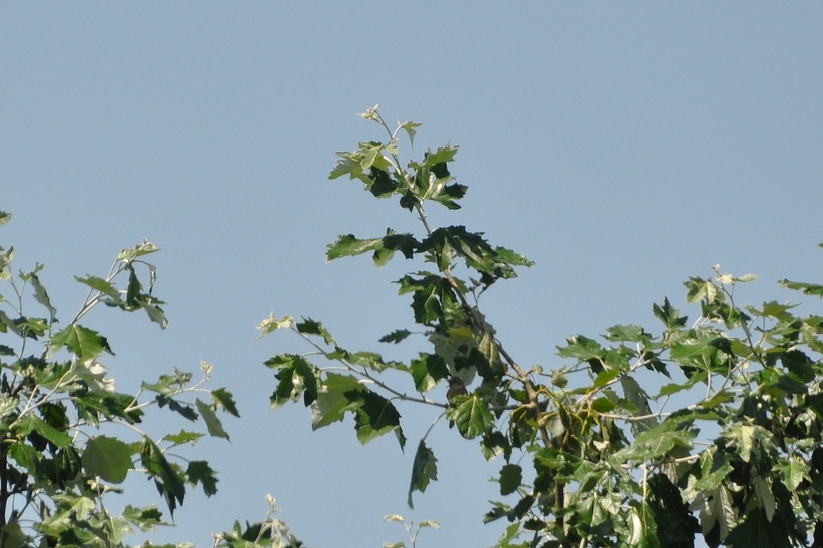 Тарчигнаа зэржгэнэ (curruca/blythi/halminodendri) - ML167428991