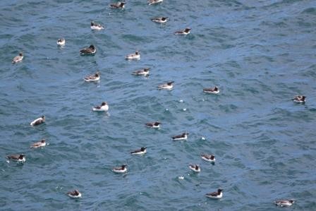 Common Murre - ML167429141