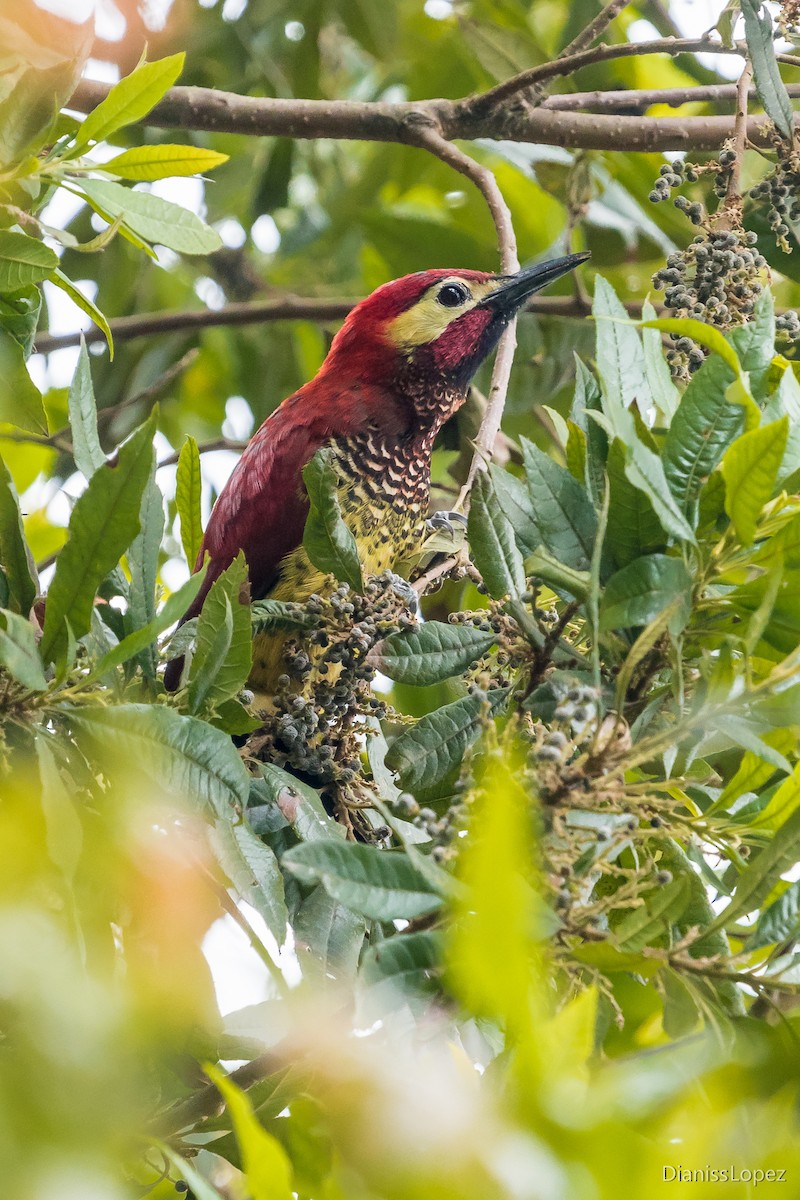 Crimson-mantled Woodpecker - ML167430091