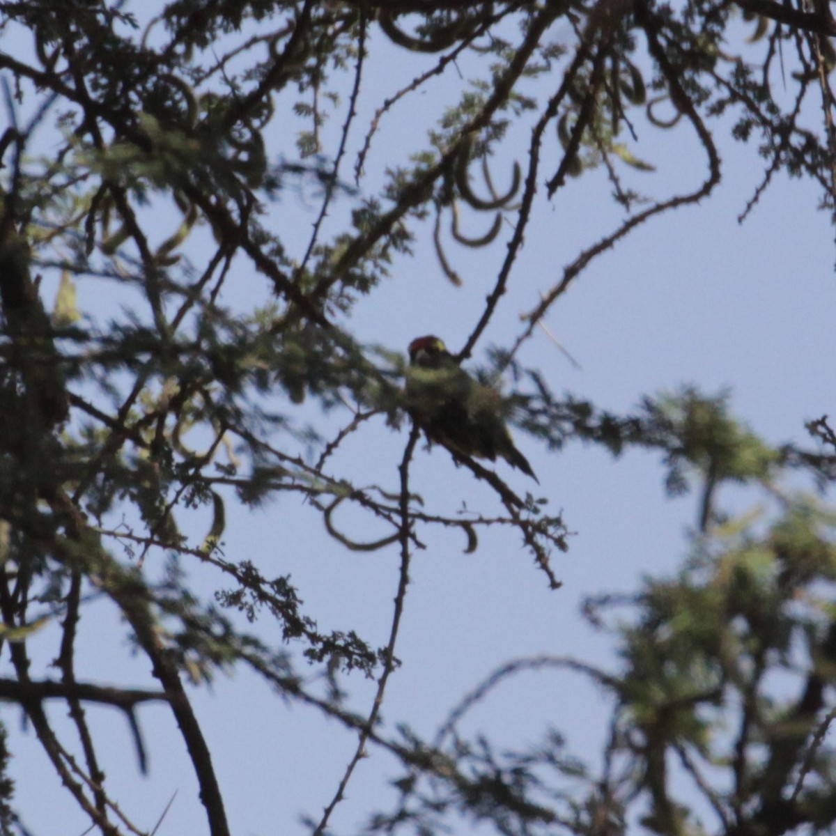 diademskjeggfugl - ML167430471