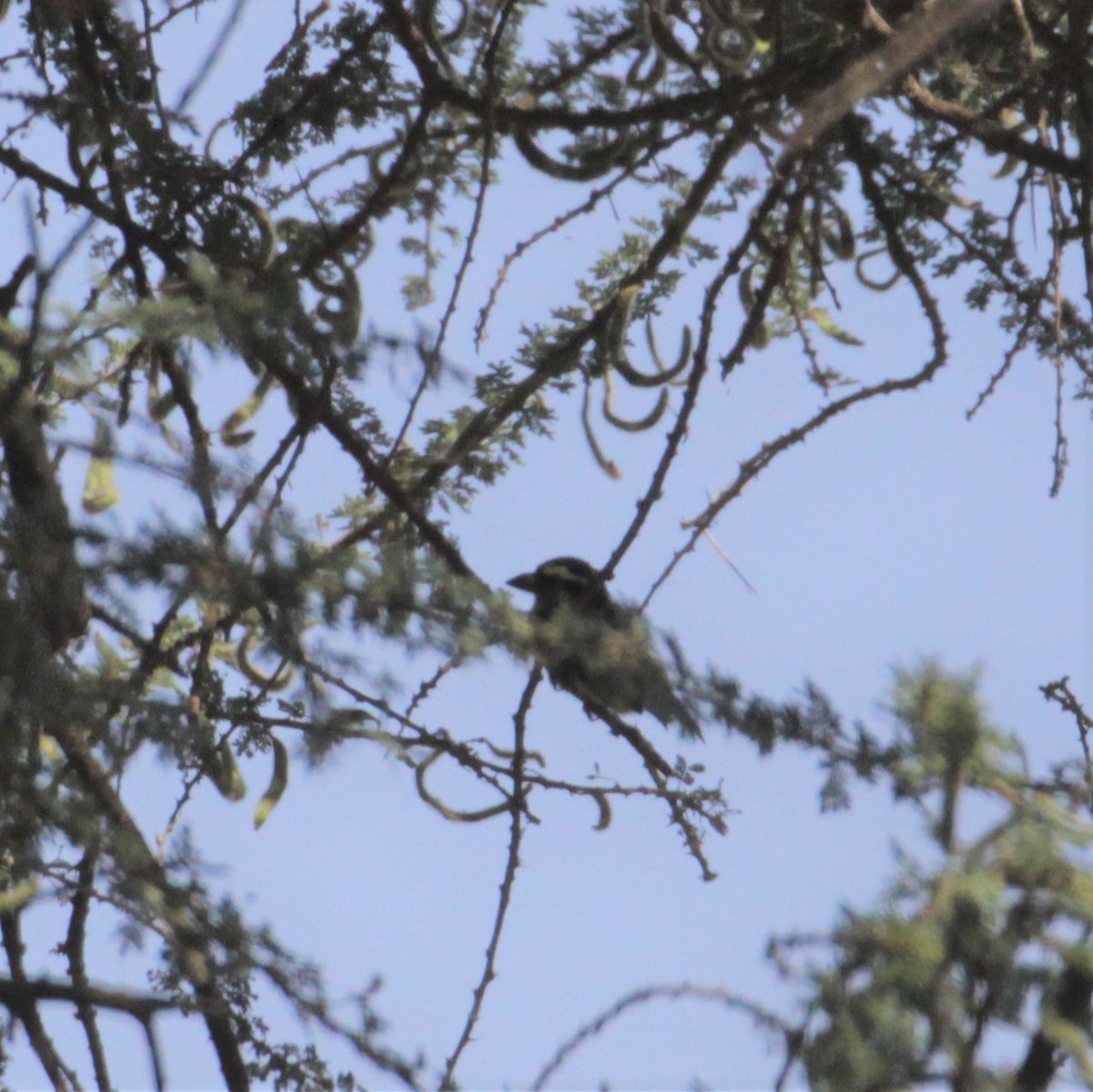 diademskjeggfugl - ML167430481