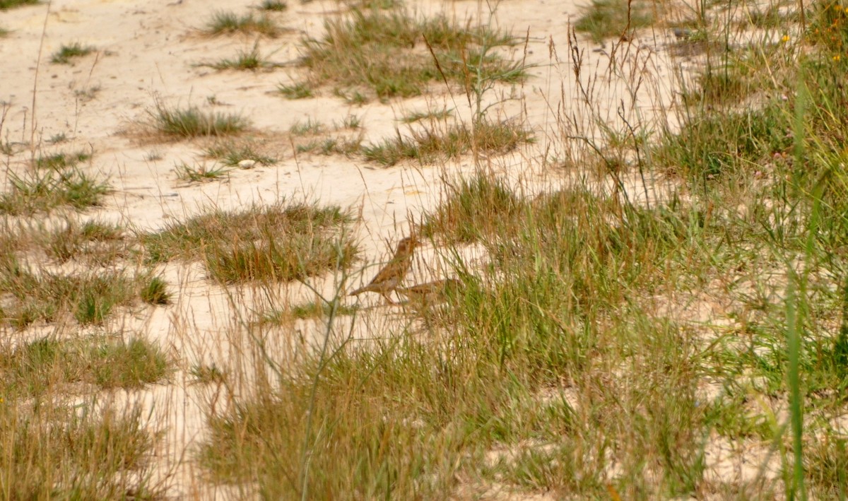 Оронгийн бор шувуу - ML167430621