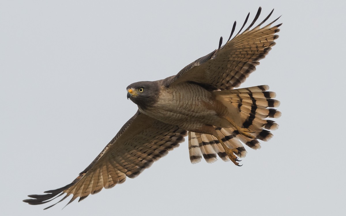 Roadside Hawk - ML167432031