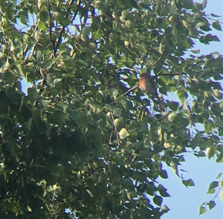 House Finch - ML167432041