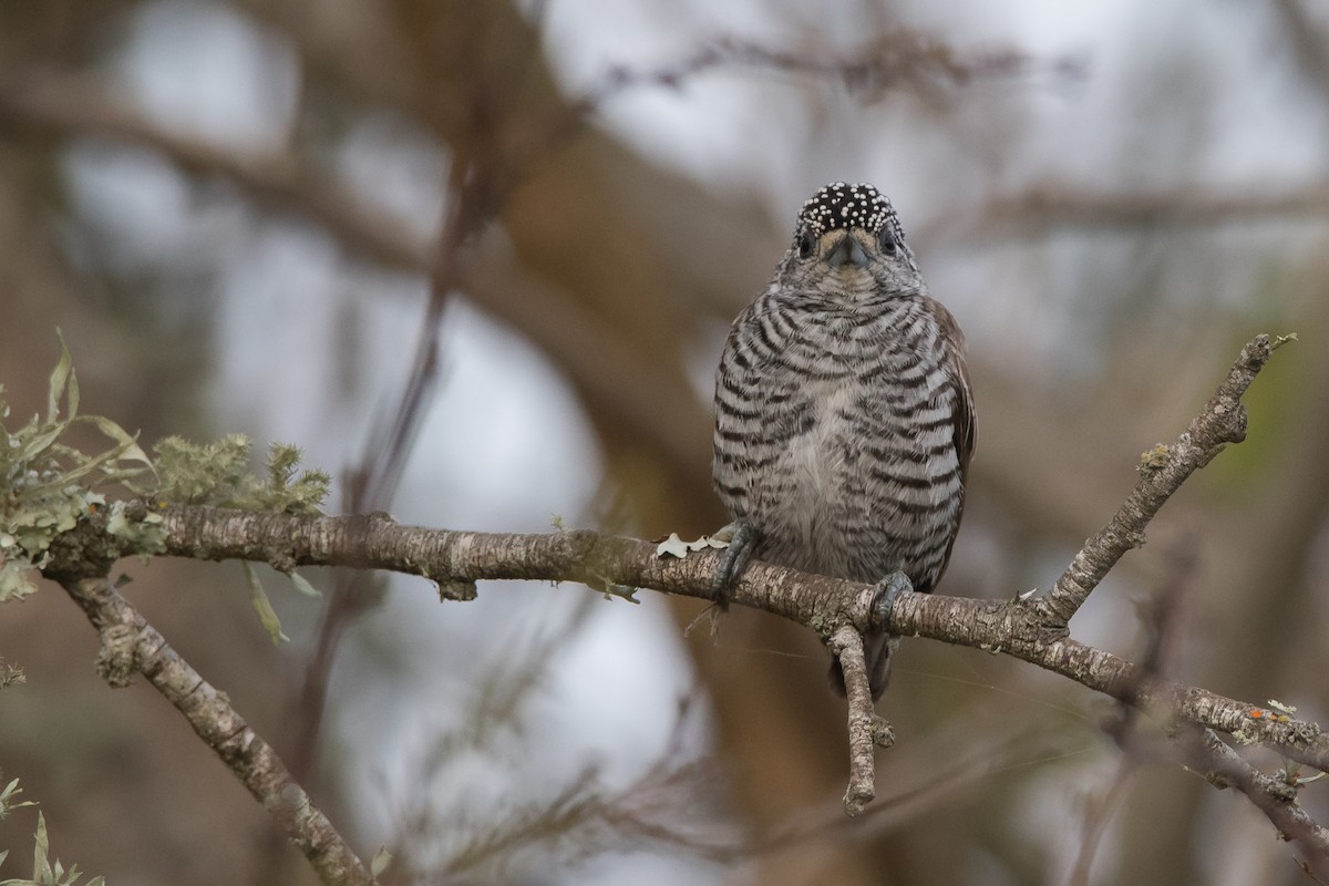 White-barred Piculet - Pablo Re