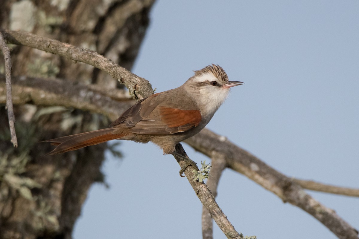 Stripe-crowned Spinetail - ML167432351