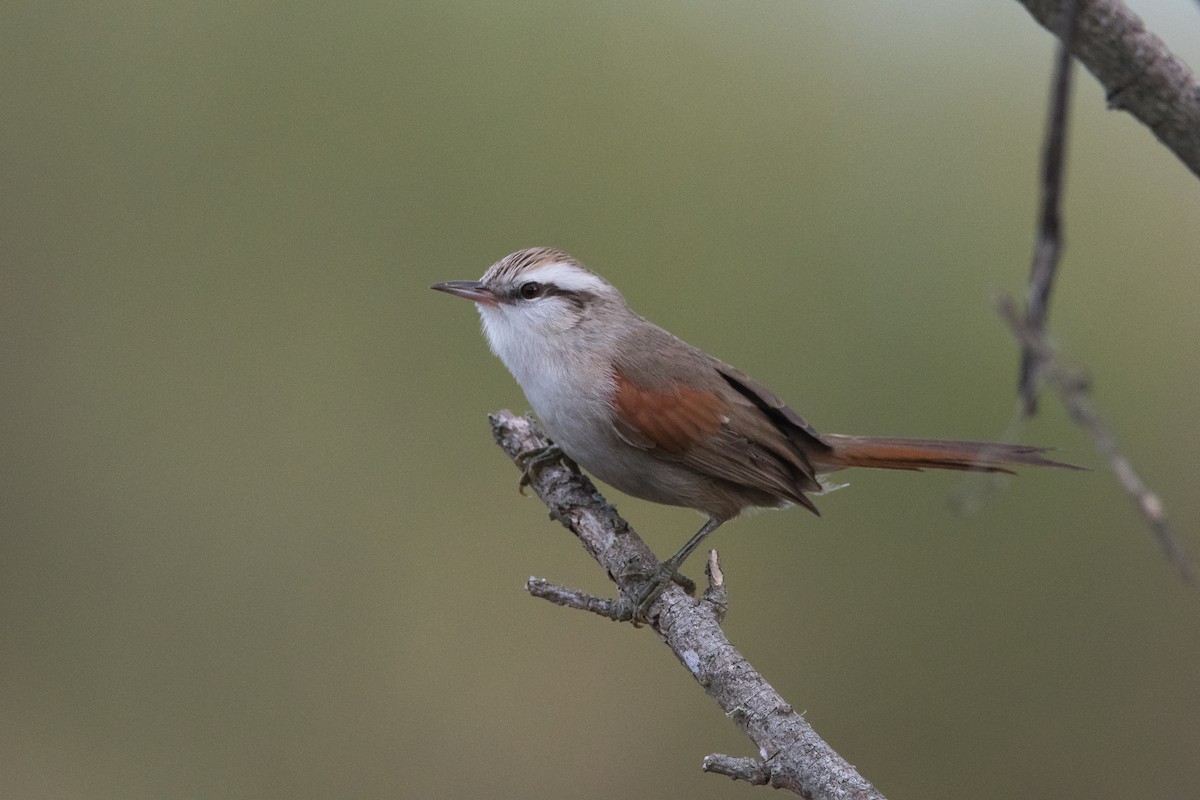 Stripe-crowned Spinetail - ML167432431