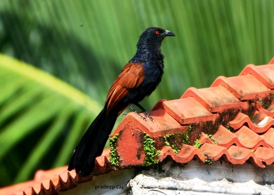 Greater Coucal - ML167433201
