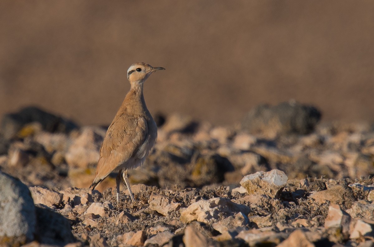 Cream-colored Courser - ML167433781