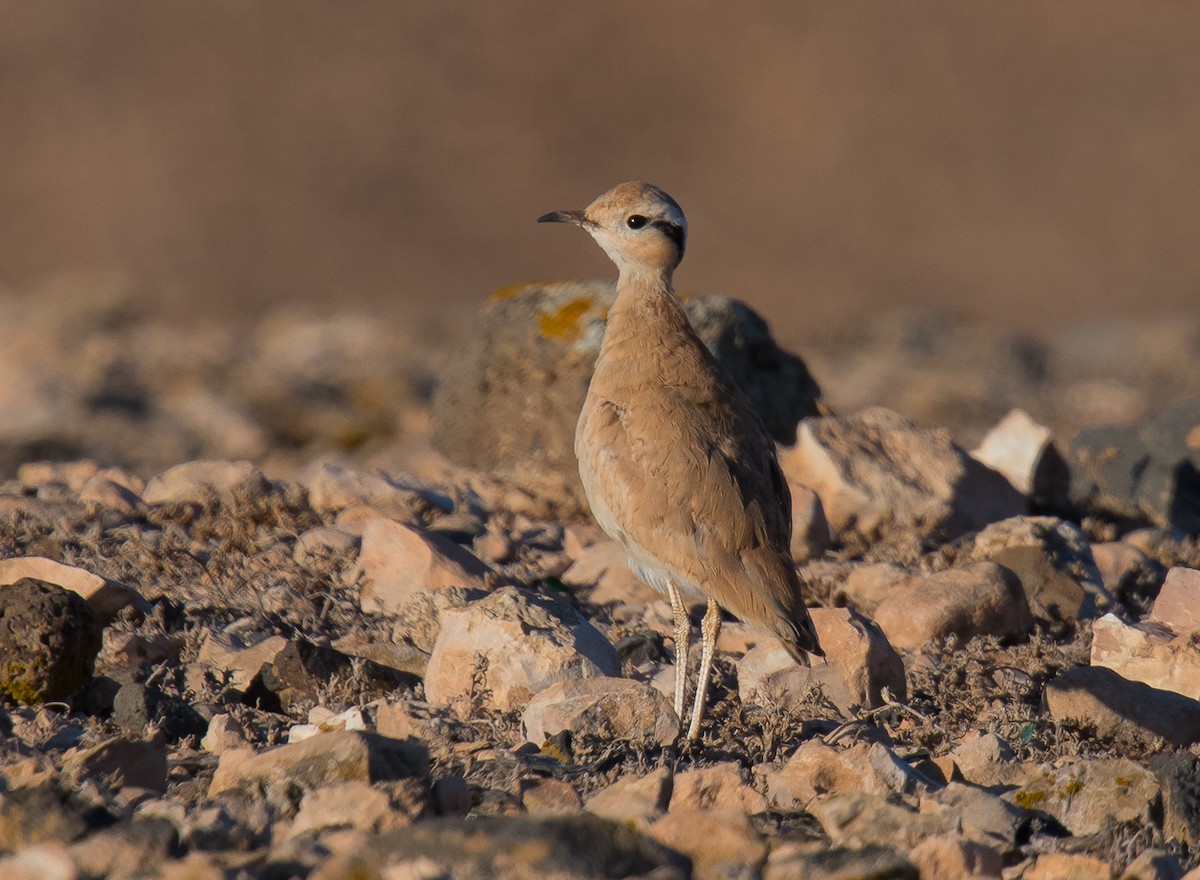 Cream-colored Courser - ML167433821