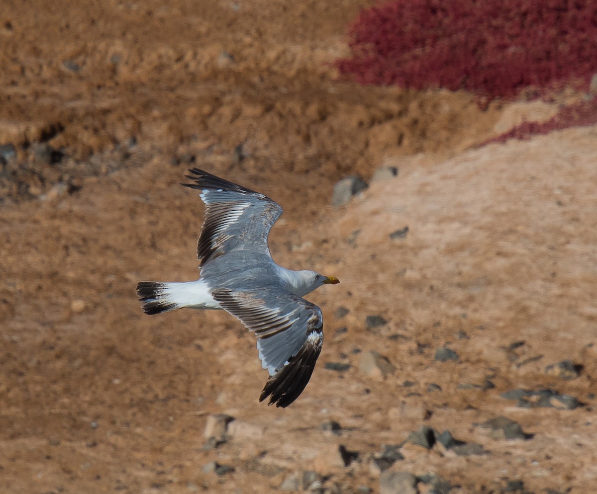 Yellow-legged Gull (atlantis) - ML167433861