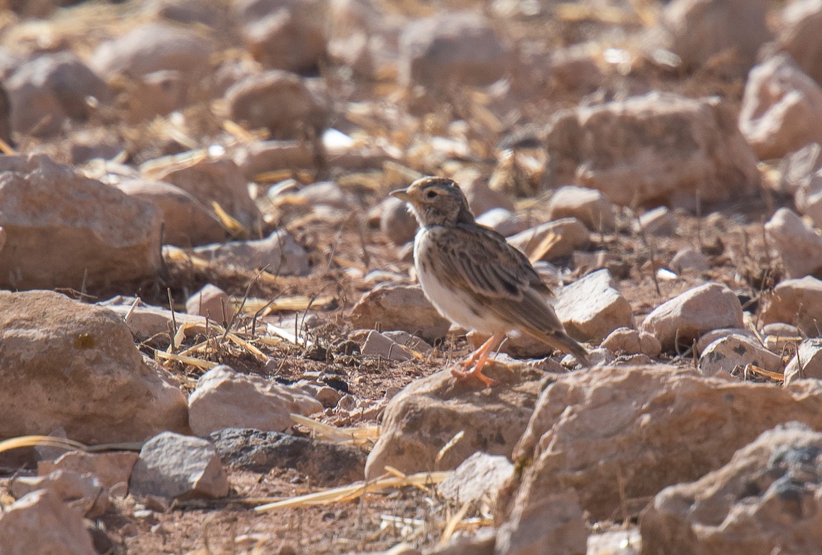 Mediterranean Short-toed Lark - ML167434021