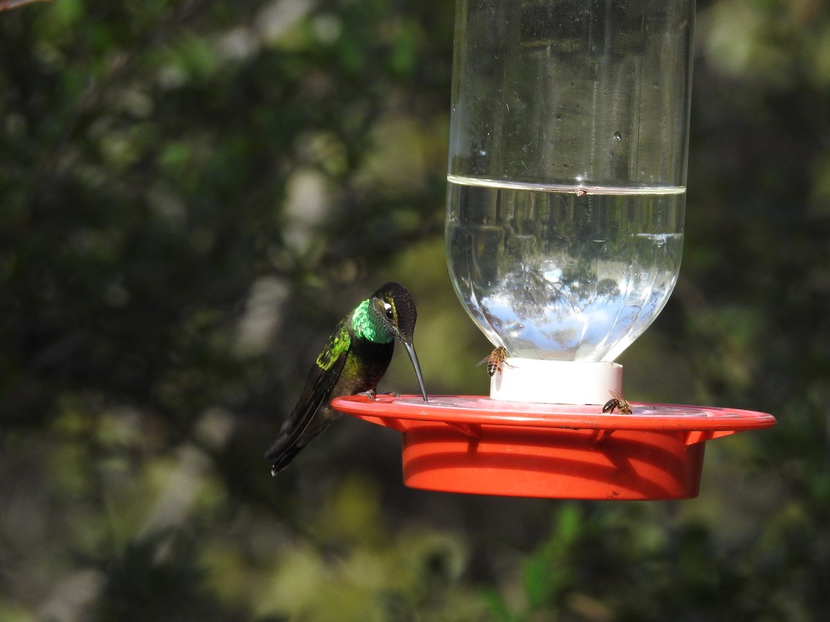 kolibřík skvostný - ML167437101