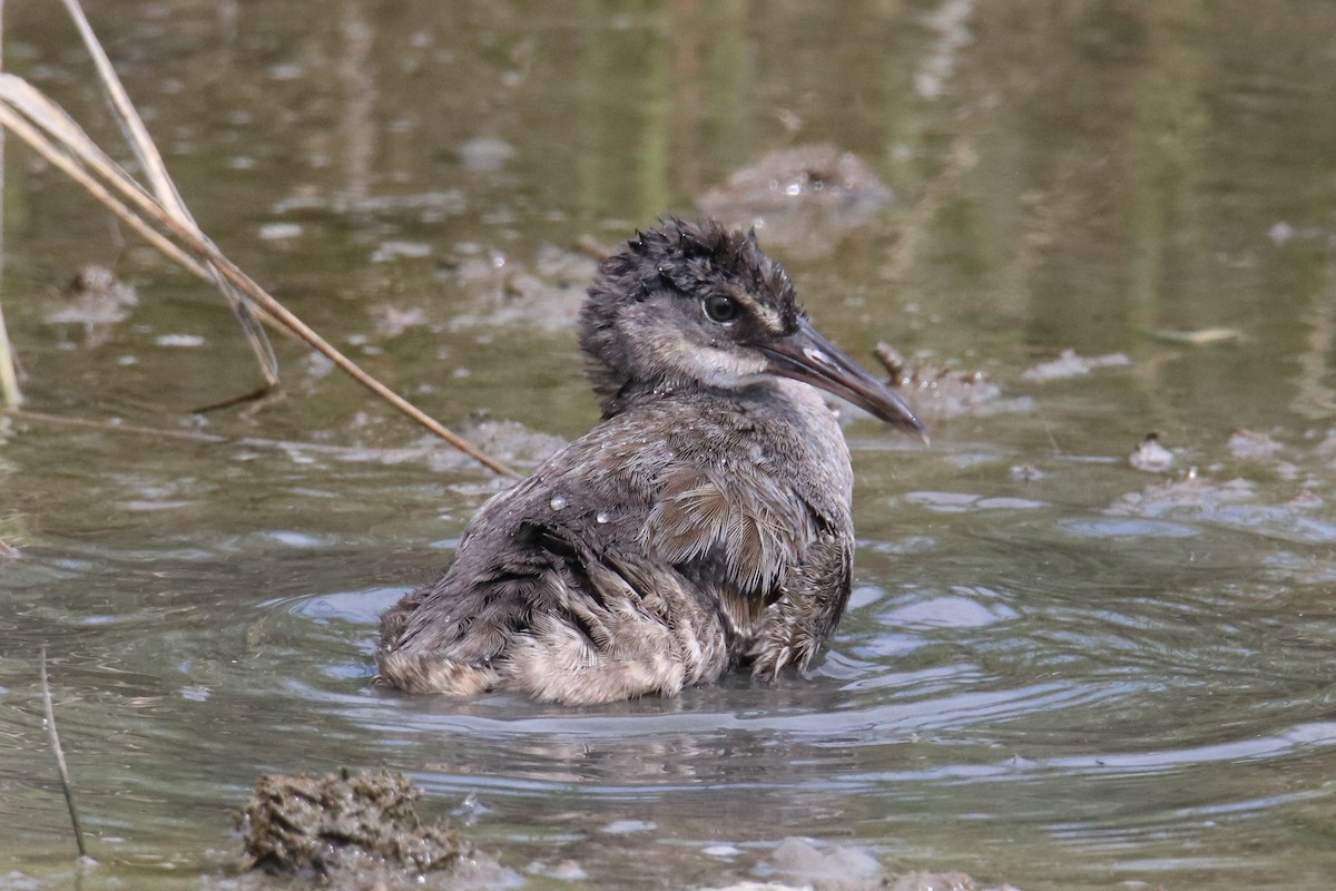 Clapper Rail (Atlantic Coast) - Steve Myers