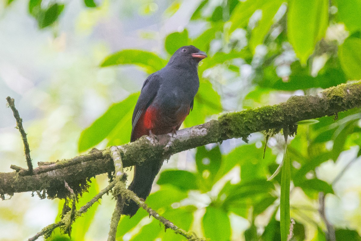 Slaty-tailed Trogon - ML167439861