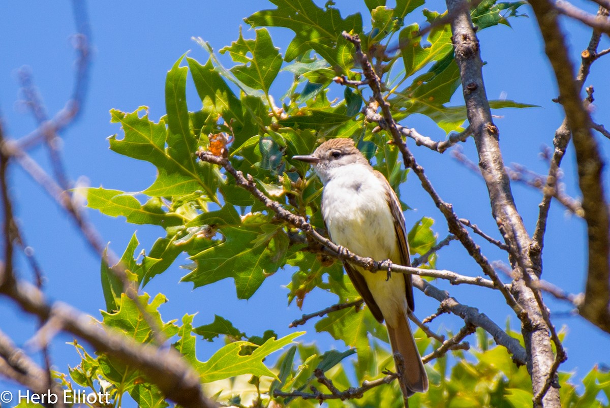 Ash-throated Flycatcher - ML167441521
