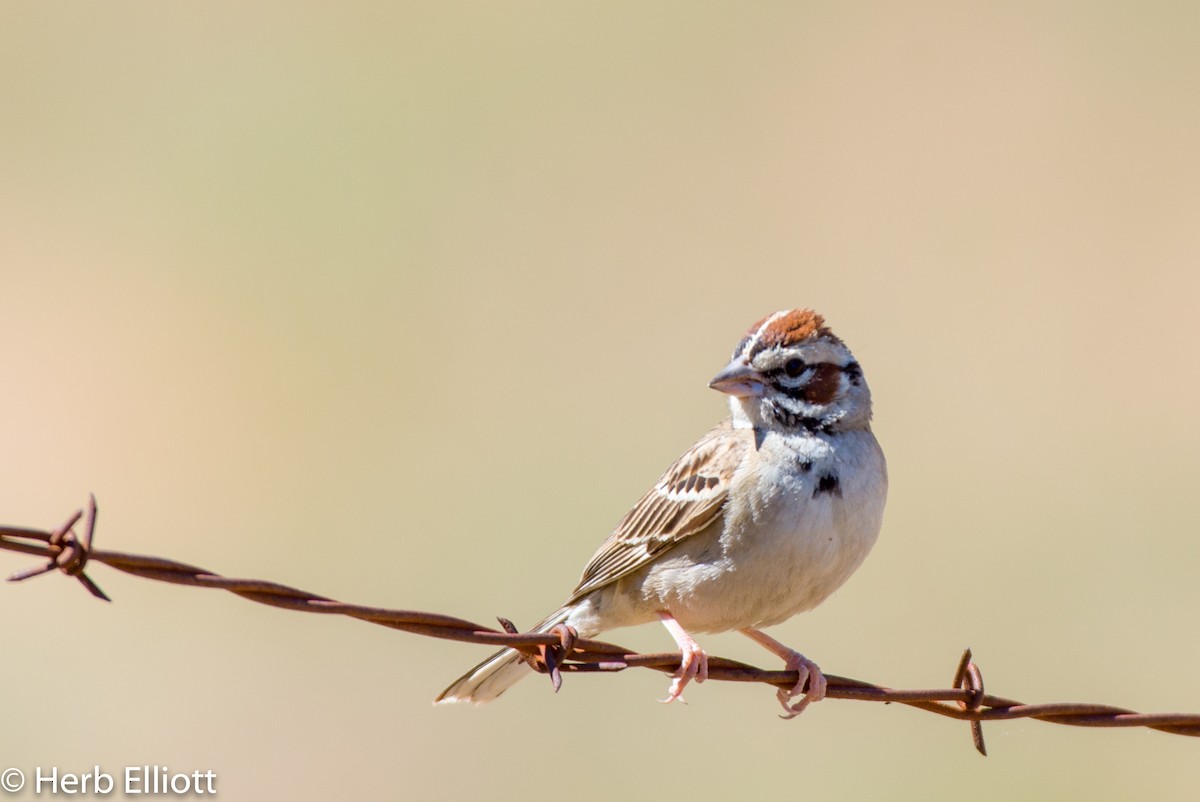 Lark Sparrow - ML167441981