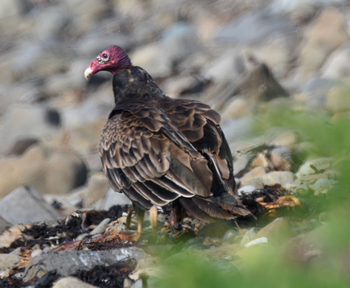Turkey Vulture - ML167443871
