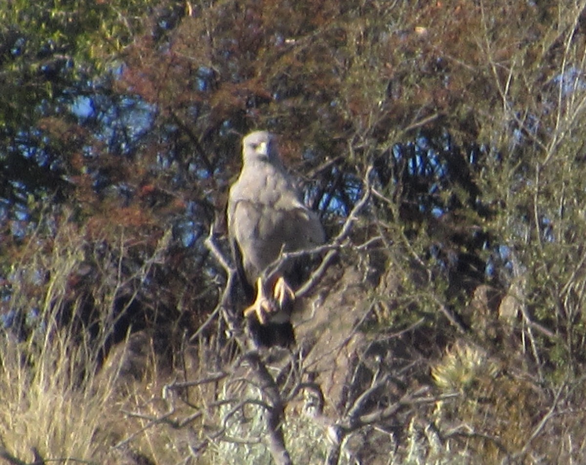 Águila de Azara - ML167444171