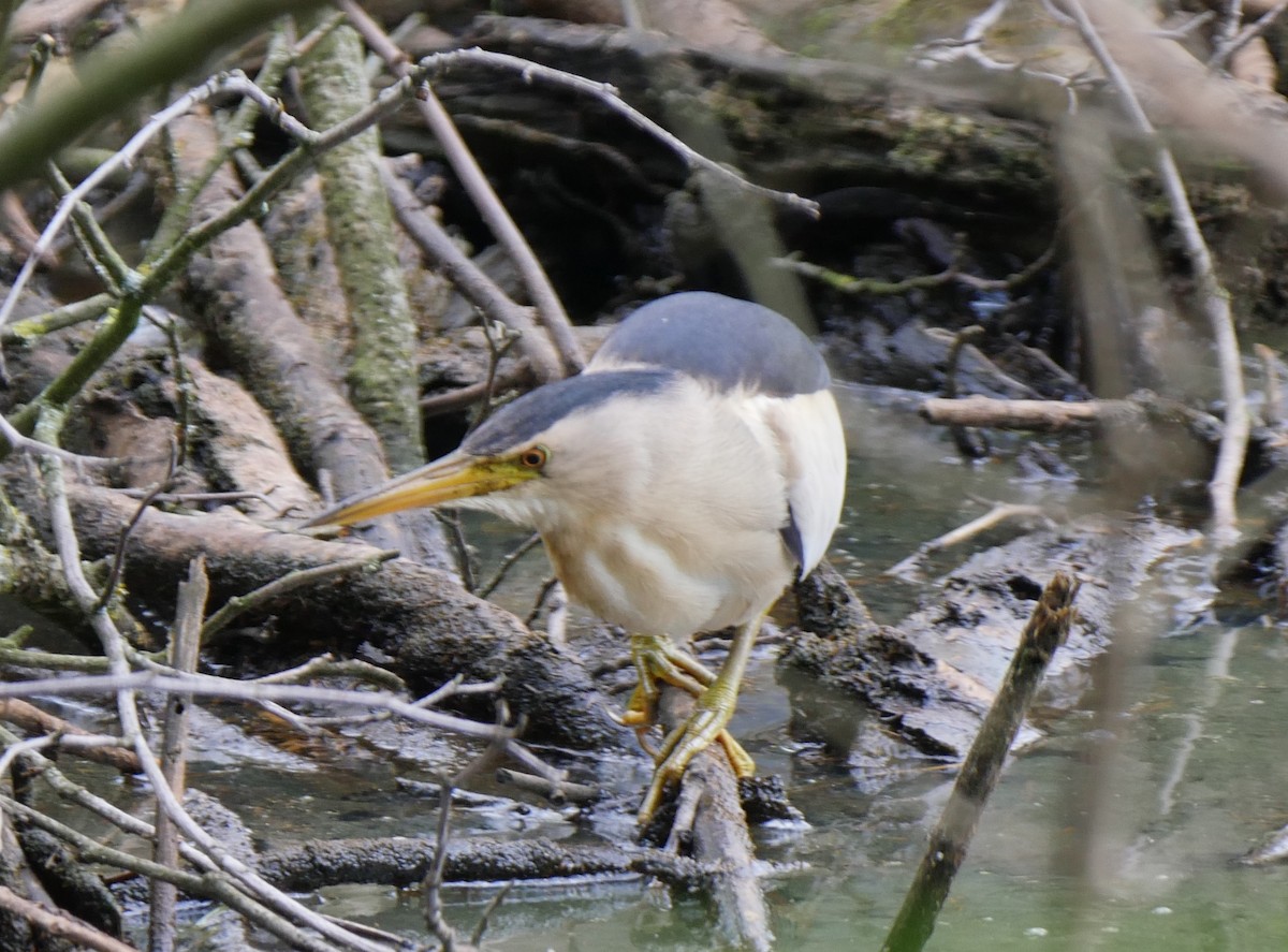 bukáček malý - ML167444201