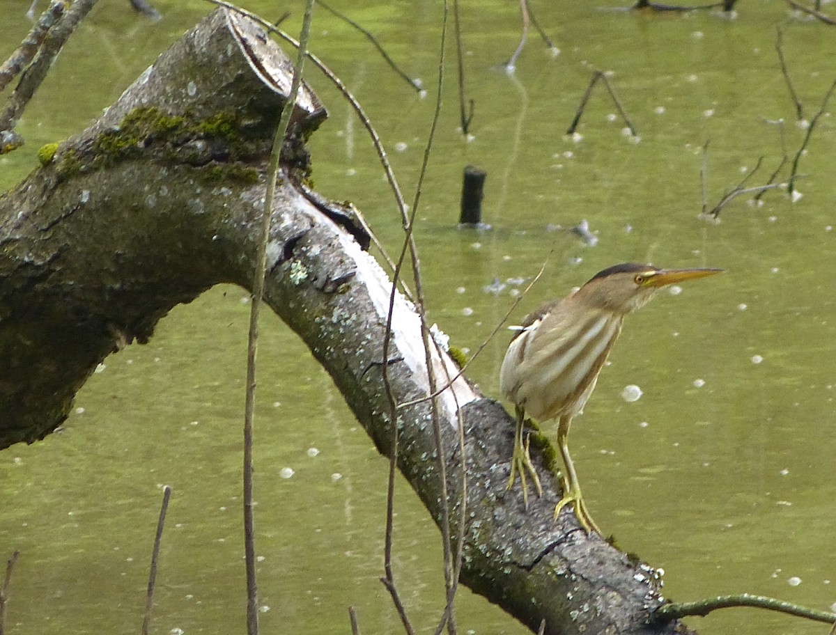 bukáček malý - ML167444211